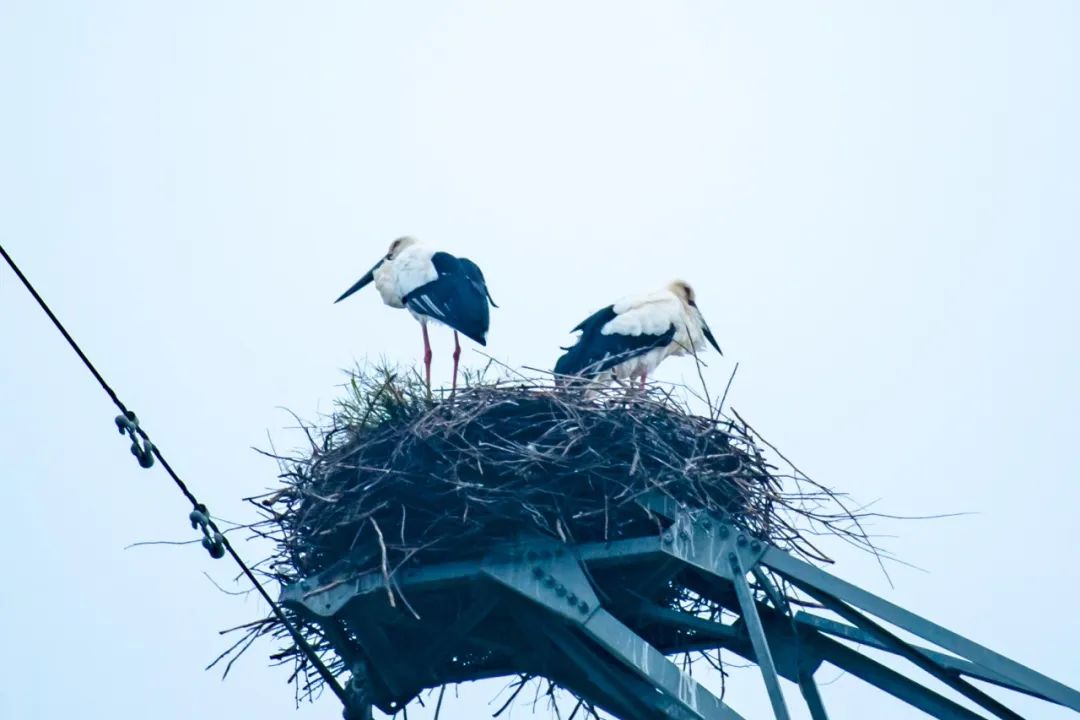 夏去今又回，这对东方白鹳又来如皋了