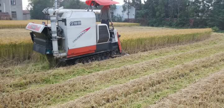 如皋长江镇：稻浪滚滚金波漾，稻米芬芳满园香