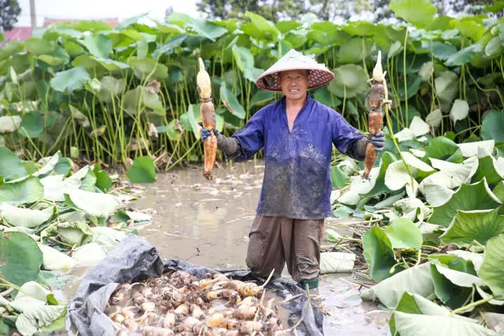 如皋长江镇：全力做好“水文章” 走出“莲藕”致富路