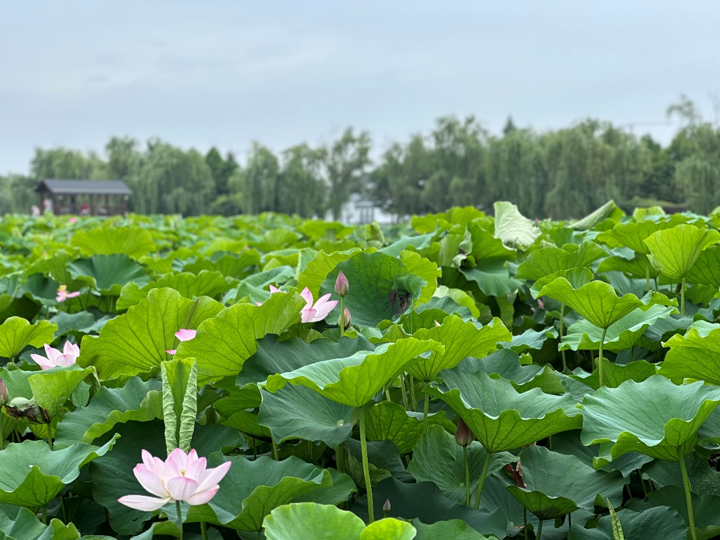“网红村”又“出圈”，如皋平园池村千亩荷塘花开正艳、吸粉无数